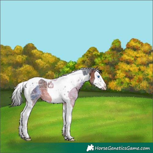 Horse Color:Bay Ice Splash Tobiano Varnish 