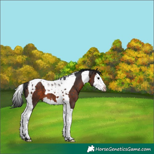 Horse Color:Brown Splash Tobiano 