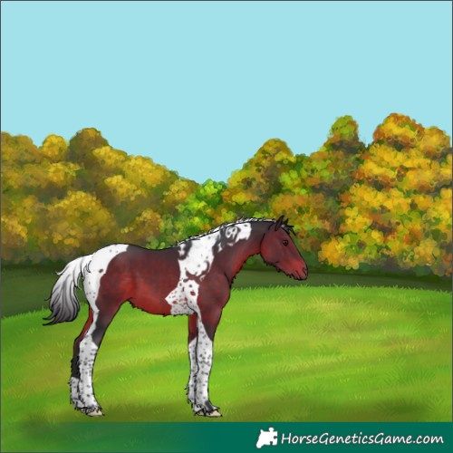 Horse Color:Brown Tobiano 