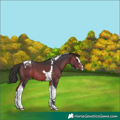 Horse Color:Bay Splash Tobiano 