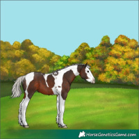 Horse Color:Silver Brown Splash Tobiano 