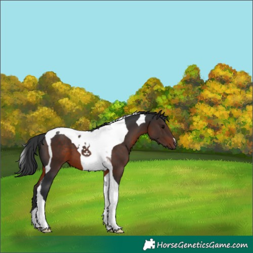 Horse Color:Brown Tobiano 