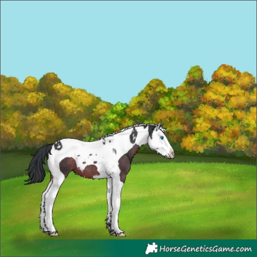 Horse Color:Brown Splash Tobiano 