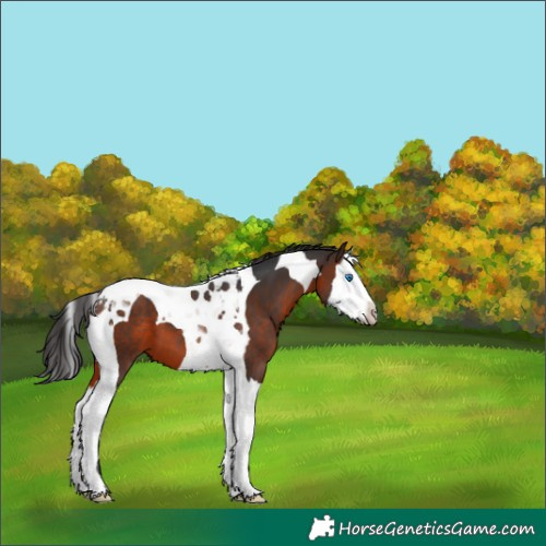 Horse Color:Brown Splash Tobiano 