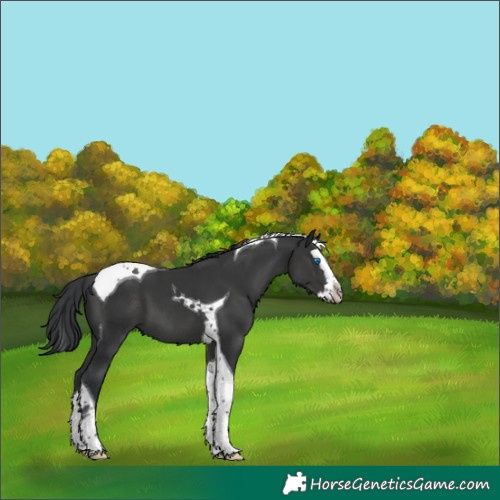 Horse Color:Black Splash Tobiano 
