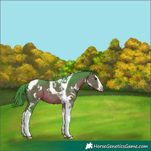Horse Color:Watercolor White Spotted Brown Splash Tobiano 