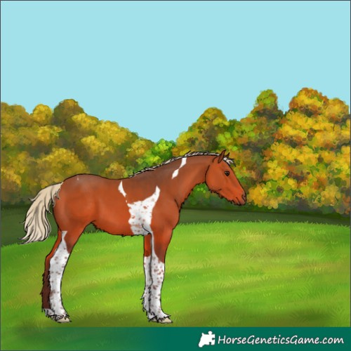 Horse Color:Silver Bay Tobiano 