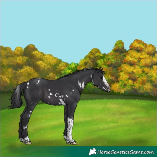 Horse Color:White Spotted Black Splash Tobiano 