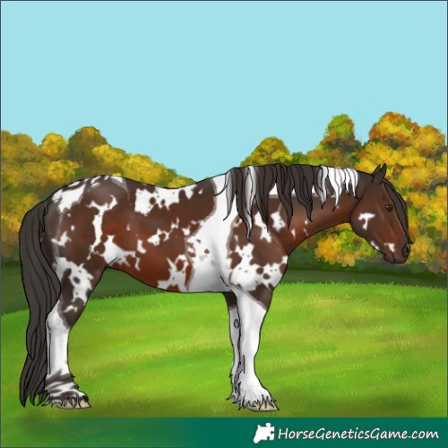 Horse Color:White Spotted Liver Chestnut Tobiano 