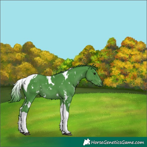 Horse Color:Watercolor White Spotted Black Tobiano 