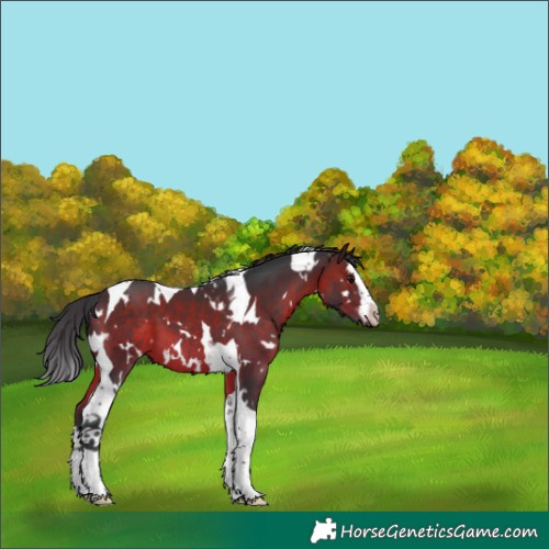Horse Color:White Spotted Brown Splash Tobiano 