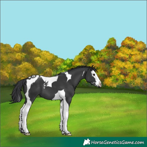 Horse Color:Black Splash Tobiano