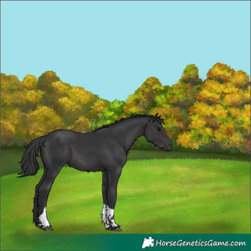 Horse Color:Black Tobiano 