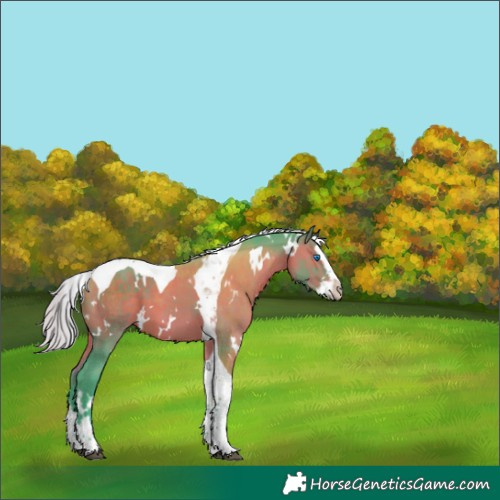 Horse Color:Watercolor White Spotted Silver Brown Splash Tobiano 