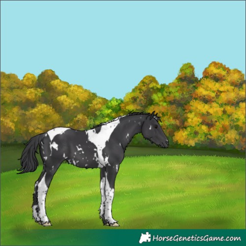 Horse Color:White Spotted Black Tobiano 