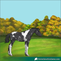 Horse Color:White Spotted Black Tobiano 