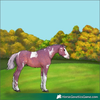 Horse Color:Watercolor White Spotted Silver Black Splash Tobiano 