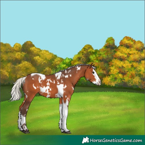 Horse Color:White Spotted Silver Brown Splash Tobiano 
