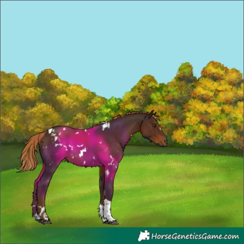 Horse Color:White Spotted Liver Chestnut Tobiano 