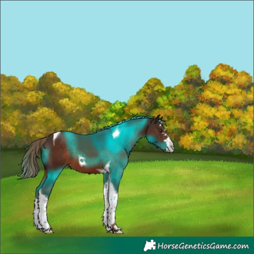 Horse Color:Liver Chestnut Splash Tobiano 