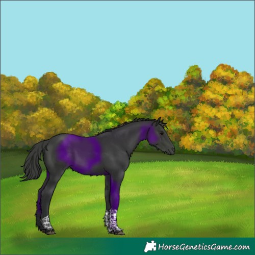 Horse Color:Black Tobiano 