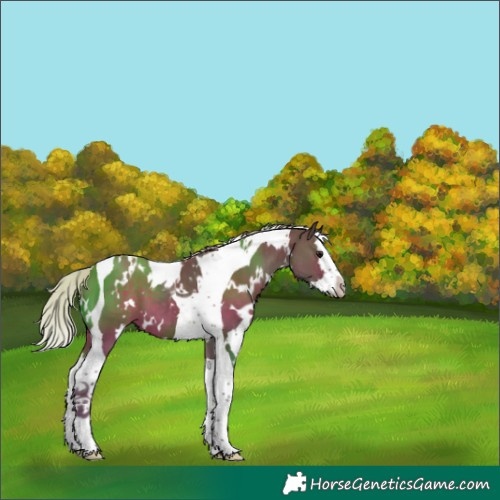 Horse Color:White Spotted Silver Black Splash Tobiano 