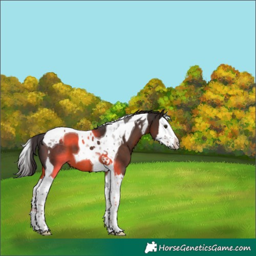 Horse Color:Liver Chestnut Splash Tobiano 