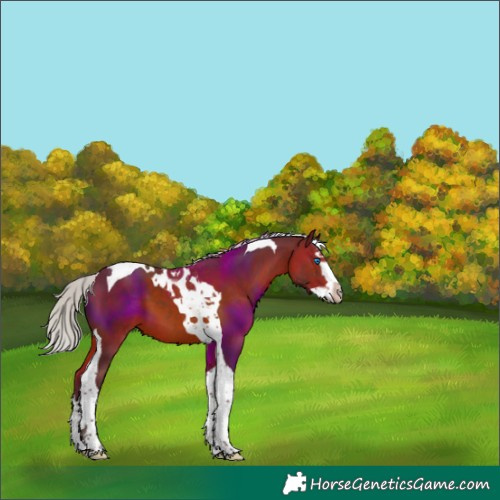 Horse Color:Silver Brown Splash Tobiano 