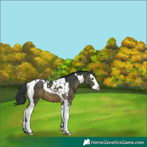 Horse Color:Bay Splash Tobiano 