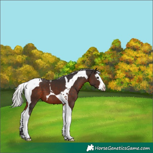 Horse Color:Silver Brown Splash Tobiano 