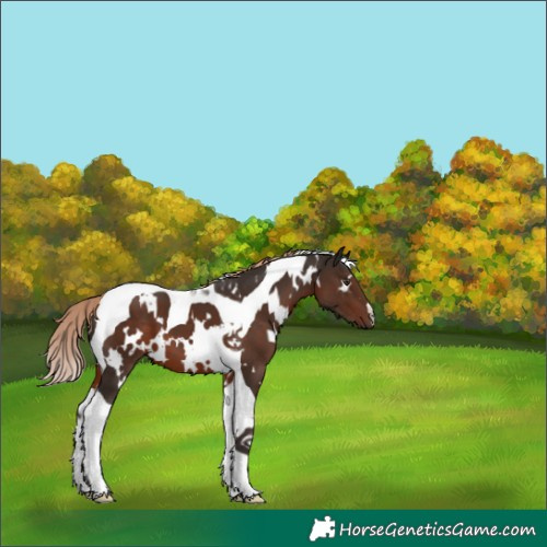 Horse Color:White Spotted Liver Chestnut Tobiano 
