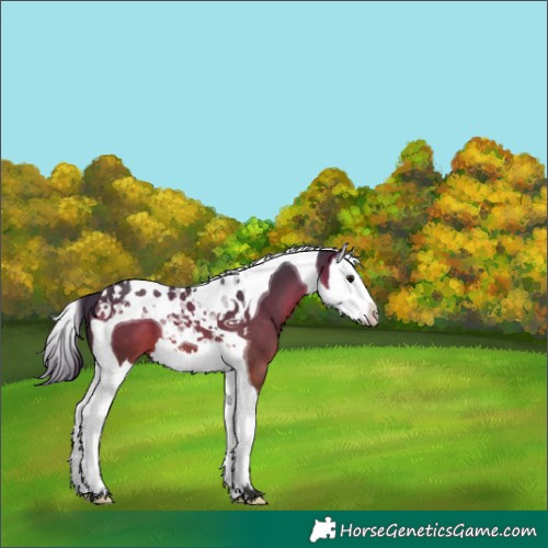 Horse Color:Bay Splash Tobiano 