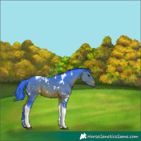 Horse Color:Watercolor White Spotted Brown Tobiano 