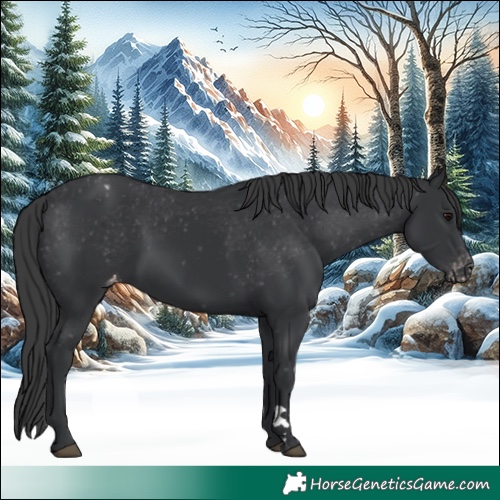 Horse Color:Black Appaloosa Rabicano 