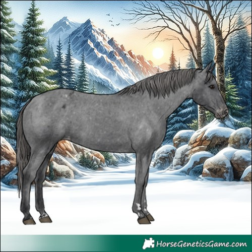 Horse Color:Black Appaloosa Rabicano 