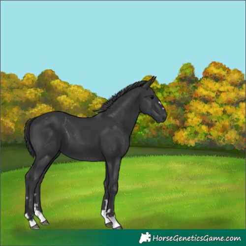 Horse Color:Black 