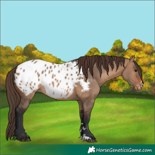 Horse Color:Brown Dun Blanket 
