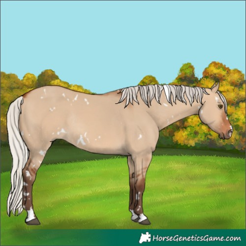 Horse Color:White Spotted Silver Bay Dun Rabicano 