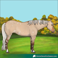 Horse Color:White Spotted Silver Bay Dun Rabicano 