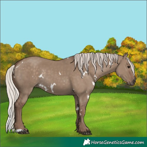 Horse Color:White Spotted Silver Grullo Rabicano