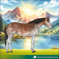 Horse Color:White Spotted Bay 