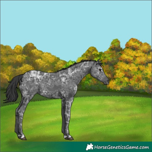 Horse Color:Black Ice 