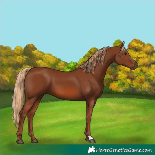 Horse Color:Chestnut 