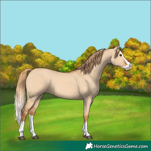 Horse Color:Red Dun Splash 