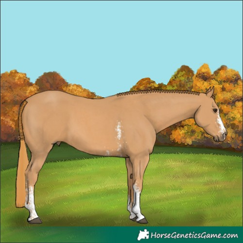 Horse Color:Chestnut Sabino 