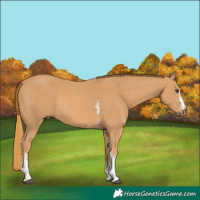 Horse Color:Chestnut Sabino 