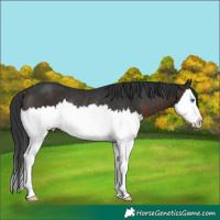 Horse Color:Brown Splash Rabicano 