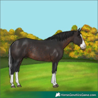 Horse Color:Brown Splash Rabicano 