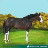 Horse Color:Brown Splash Rabicano 