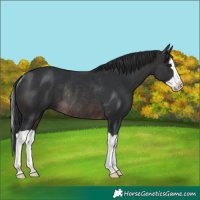 Horse Color:Brown Splash Rabicano 